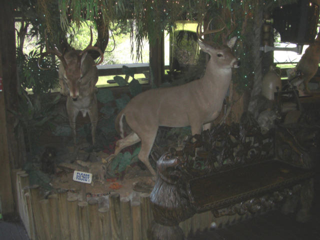 CIMG0442.jpg