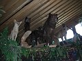 CIMG0449