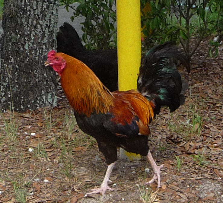 P1010890a.JPG