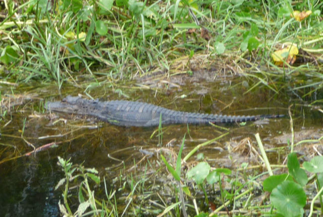P1000785a.JPG